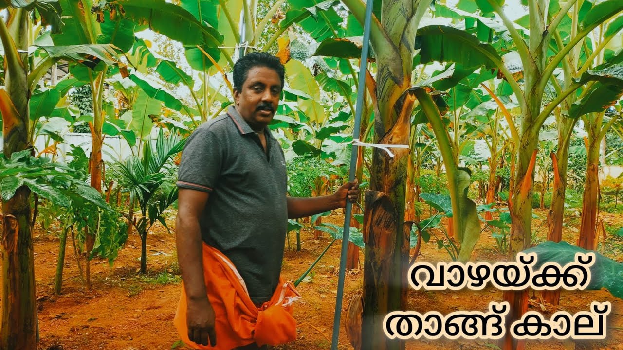 വാഴയ്ക്ക് താങ്ങുകാൽഎങ്ങനെ കൊടുക്കാം(GREEN VILLA)