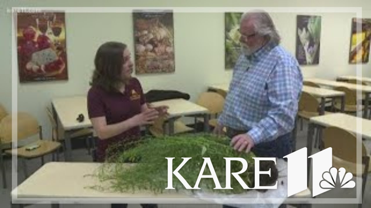 Grow with KARE: Winter camelina