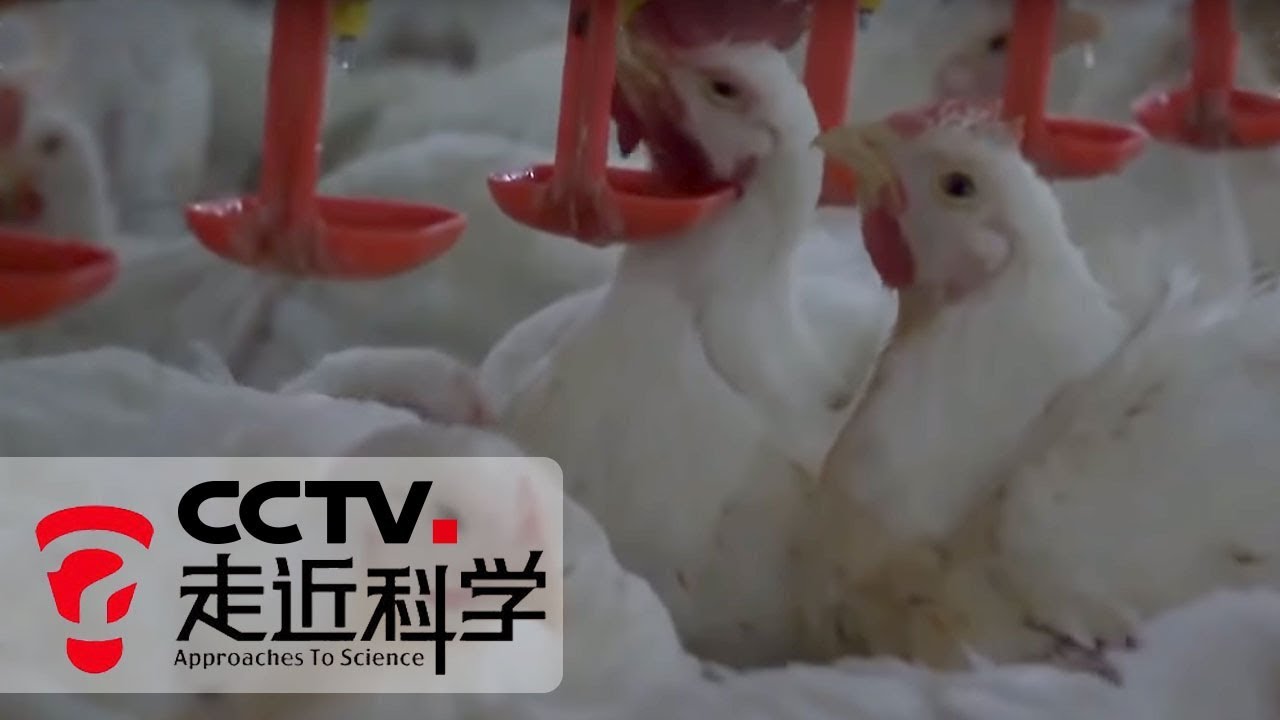 《走近科学》 饲料里的大学问（上）：讲解养殖中的饲料知识 助您养出健康鸡 20190416 | CCTV走近科学官方频道