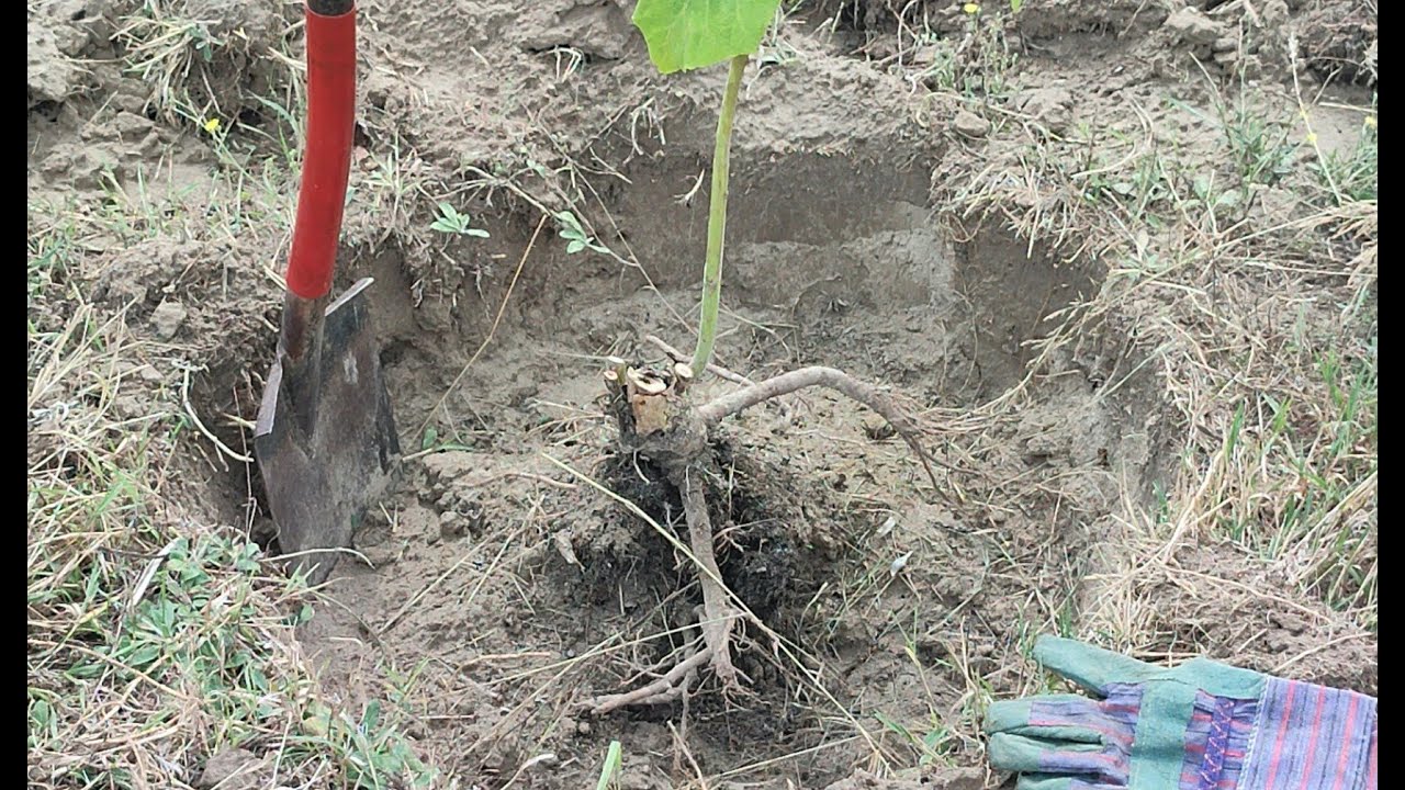 Korzeń 2, paulownia