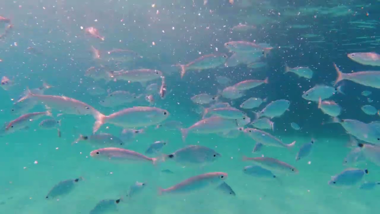 Snorkeling Laguna Albastra Vourvourou 