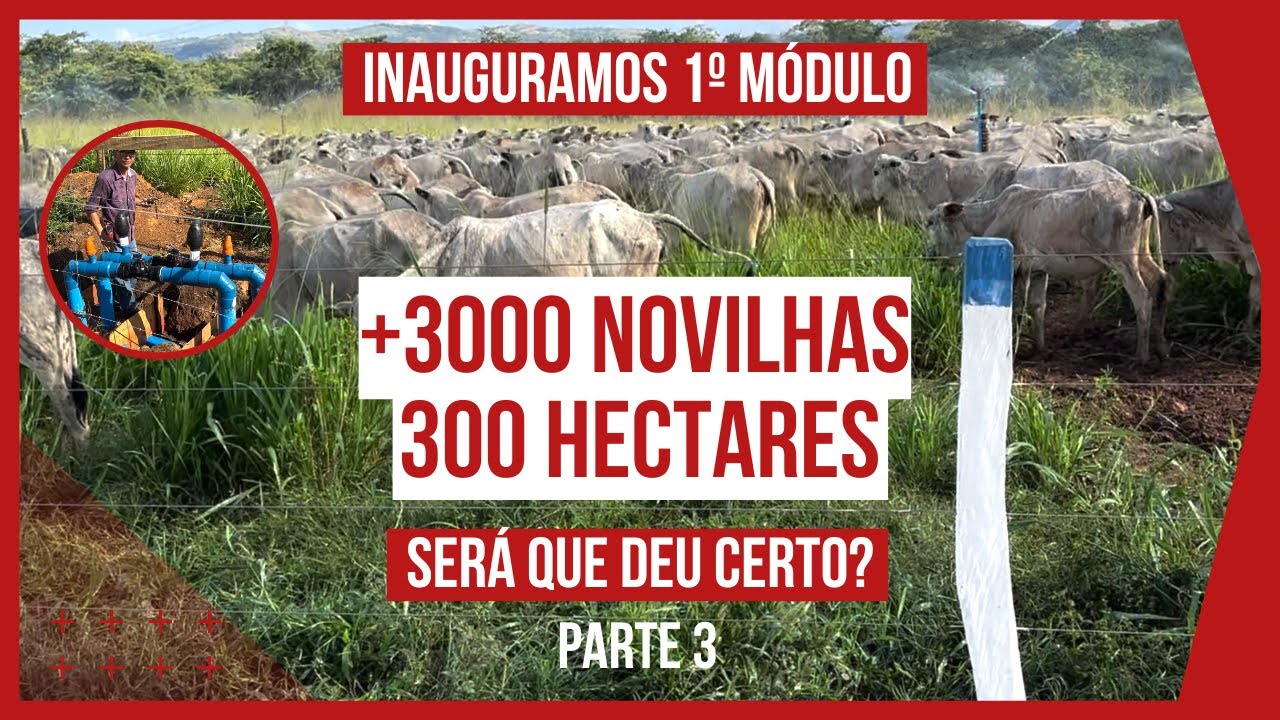 FAZENDA MONTE SIÃO 3000 NOVILHAS DE CORTE em 300 HECTARES, PROJETO PASTEJO ROTACIONADO IRRIGADO #3