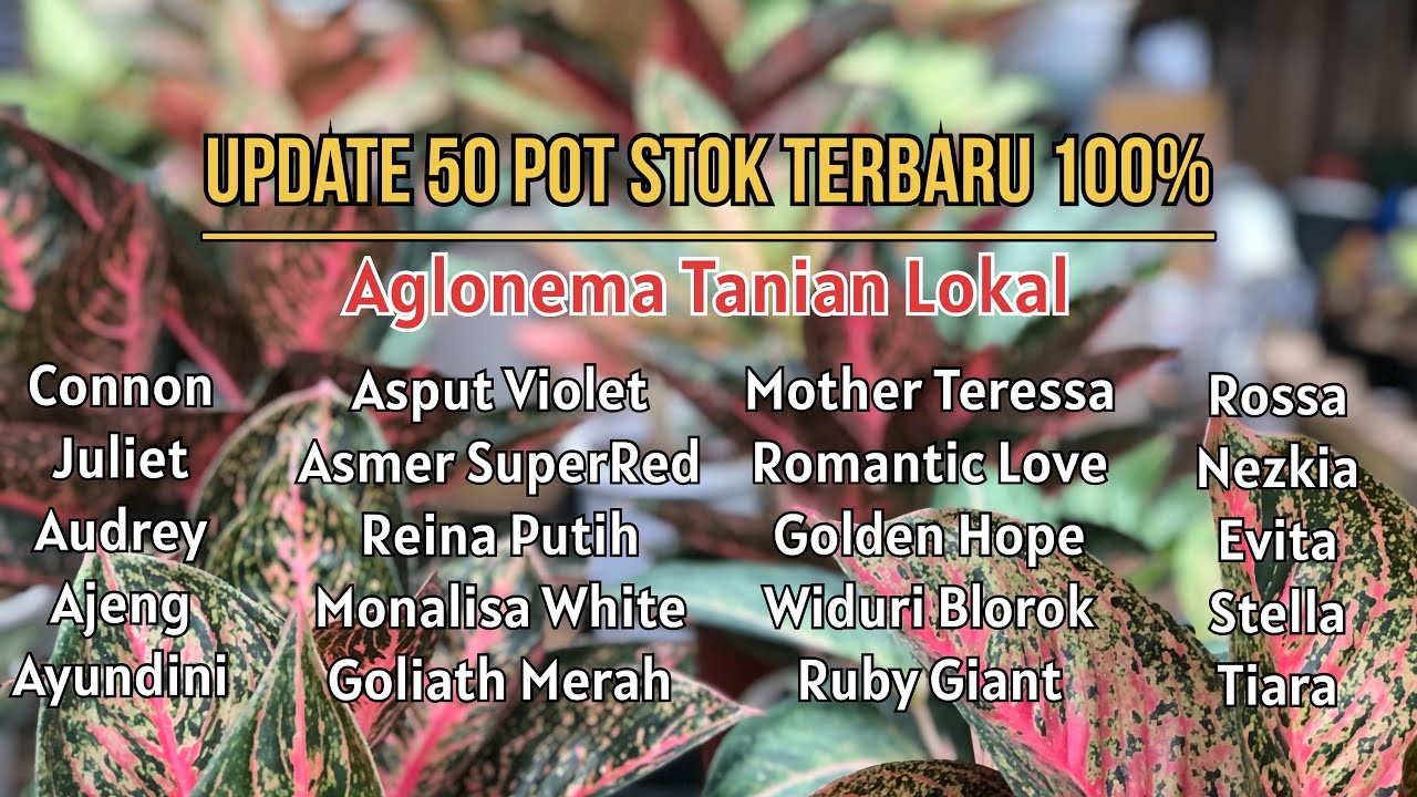 Update 100% Stok Terbaru Keluarkan 50 Pot Aglonema Tanian Lokal