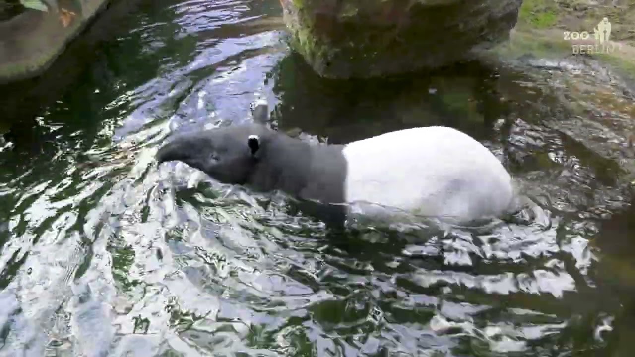 Neuer Schabrackentapir Rakiju nimmt ein Bad im Zoo Berlin - Malayan Tapir Rakiju is taking a bath