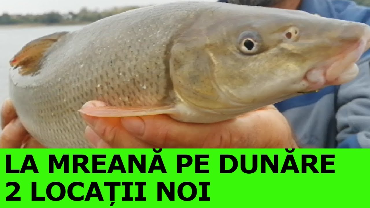 PESCUIT la DUNARE LA FEEDER ,DOUĂ LOCAȚII NOI DE PESCUIT#GÂRLA MARE #PORȚILE DE FIER