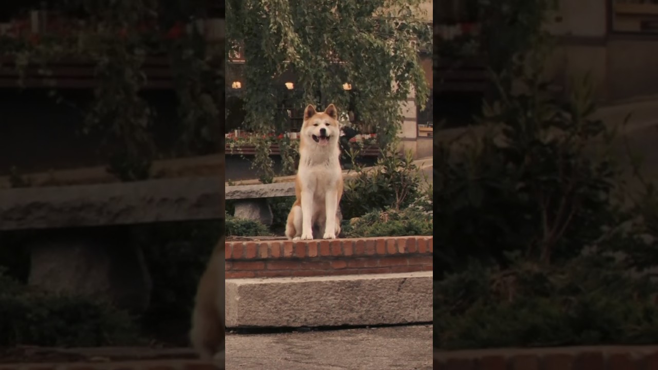 ( Hachi a dog&rsquo;s tale ) 60 seconds summary