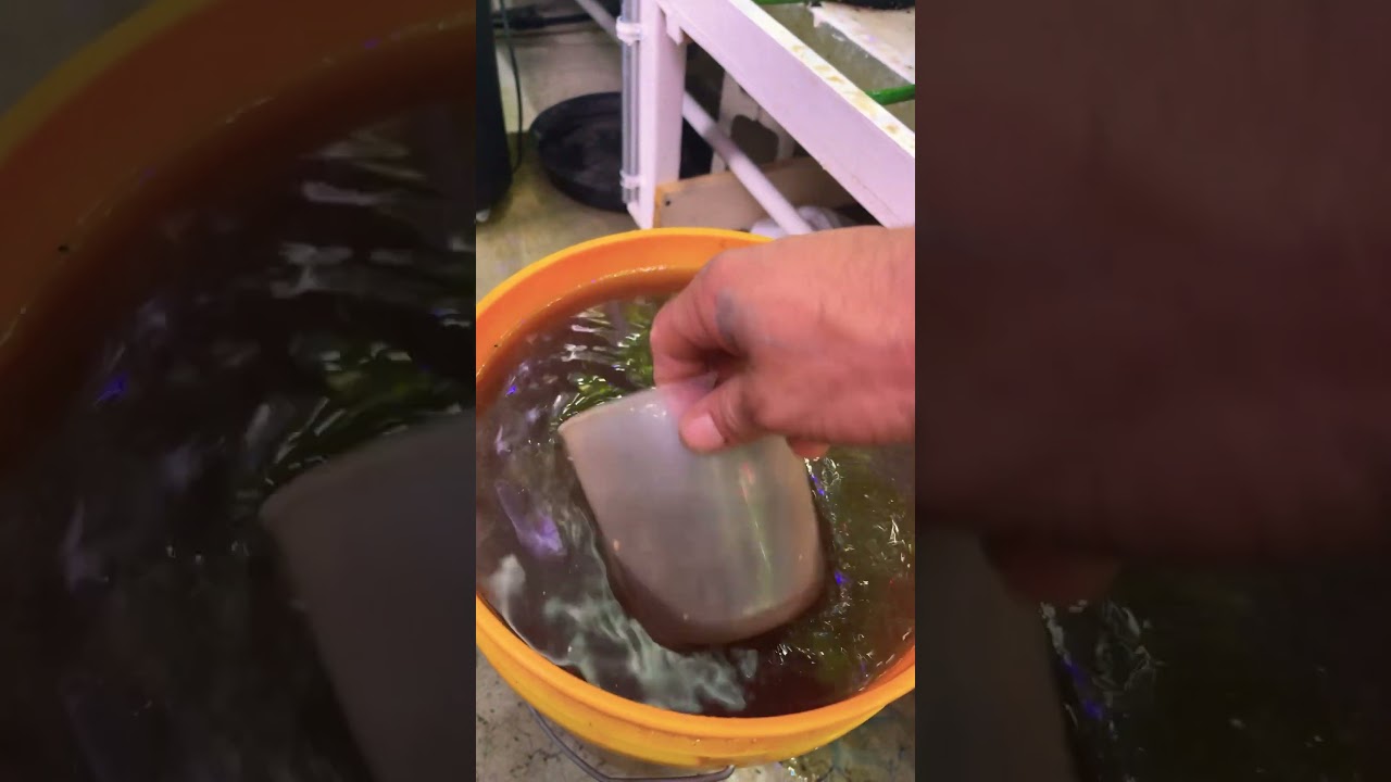 How I mix and water simply professional bloom formula and hygrozyme enzymes for the plants.