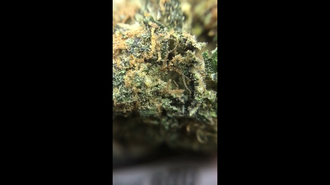 Thin Mint GSC - Top Shelf Strain Close-Up