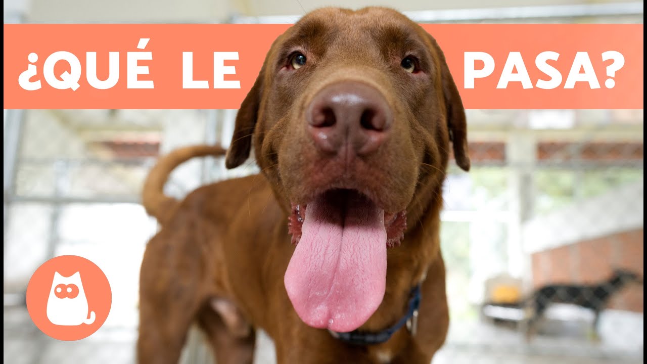 ¿Por qué mi PERRO SACA mucho la LENGUA? 🐶👅 (9 Causas y Soluciones)