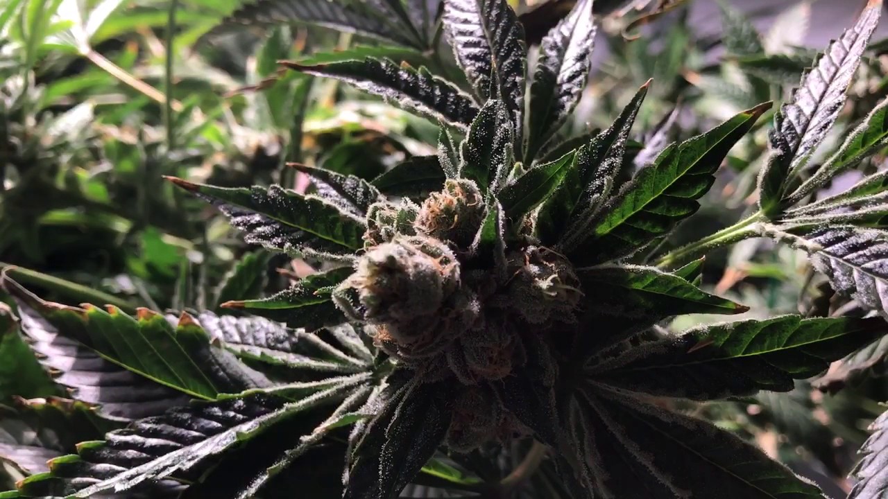 Colorado Home Grow Holy Grail Kush week 12 