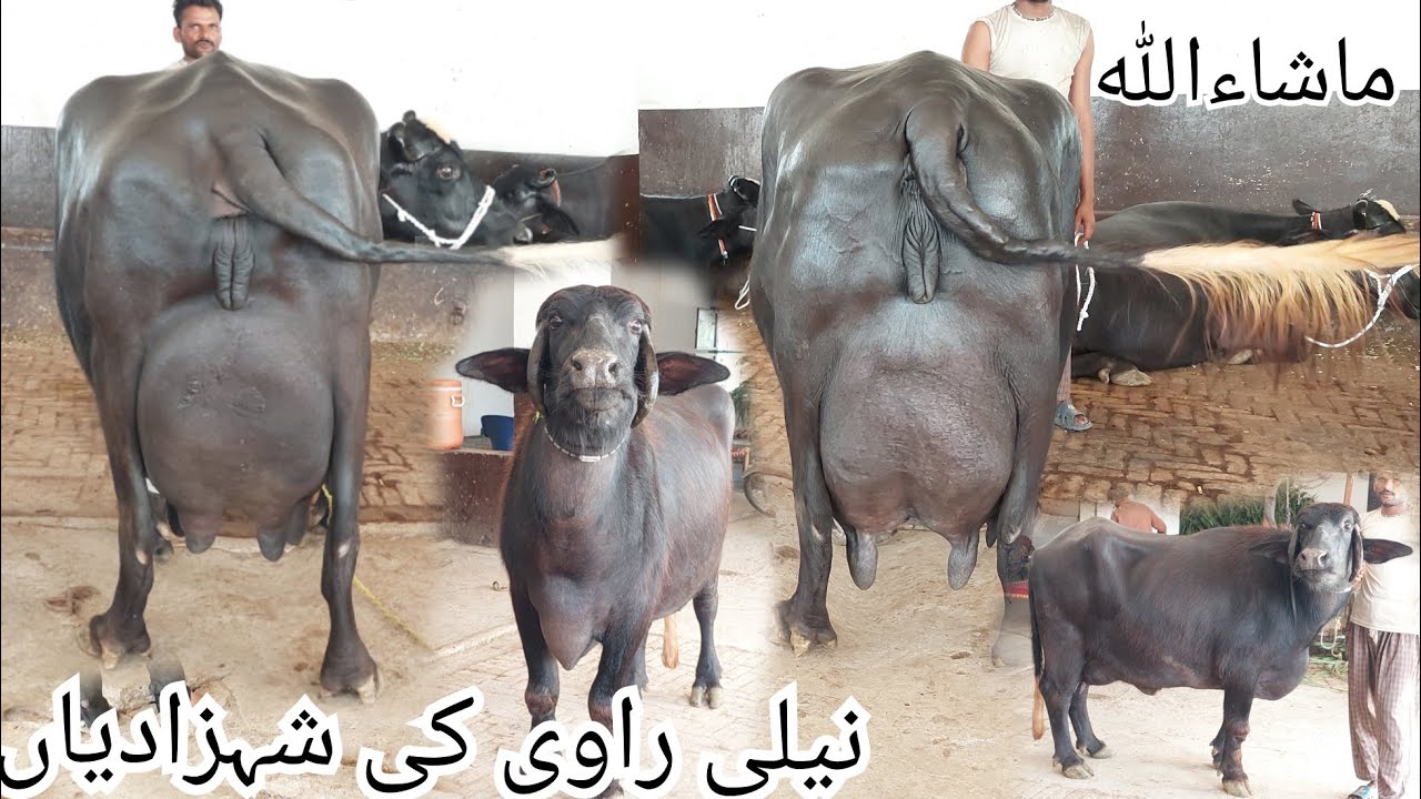 احتشام گجر چیچیاں 8بھینیس برائے فروخت23ستمبرkarnana channel2024