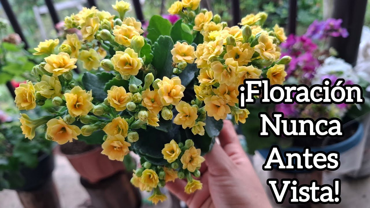¿KALANCHOES Sin FLORES? 😱🌸 SOLUCIÓN EFECTIVA con 2 ABONOS ORGÁNICOS 100% Naturales 🔥✨