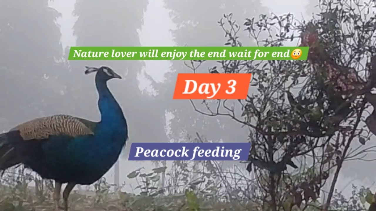 Foggy Winter Morning में मोर को खाना खिलाया 🦚❤️ | Kindness Matters