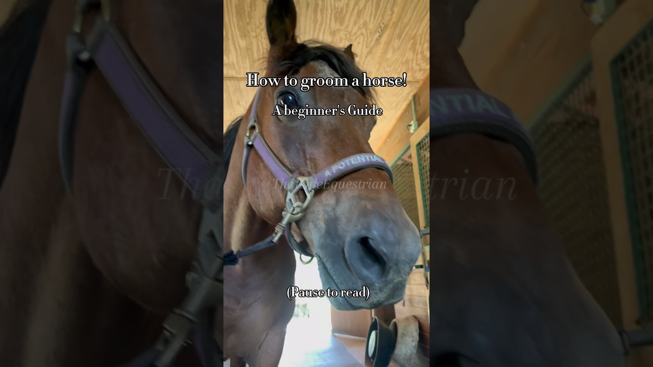 How to groom a horse! #horse #equestrian #howto #grooming #fyp #viral #trending