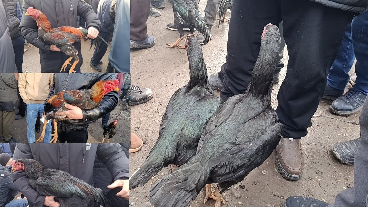 QOʻRGʻONTEPA PARRANDA BOZIRIDAN BOMBA OBZOR!😱😱 Narxlar arzon. 08.02.2026-yil