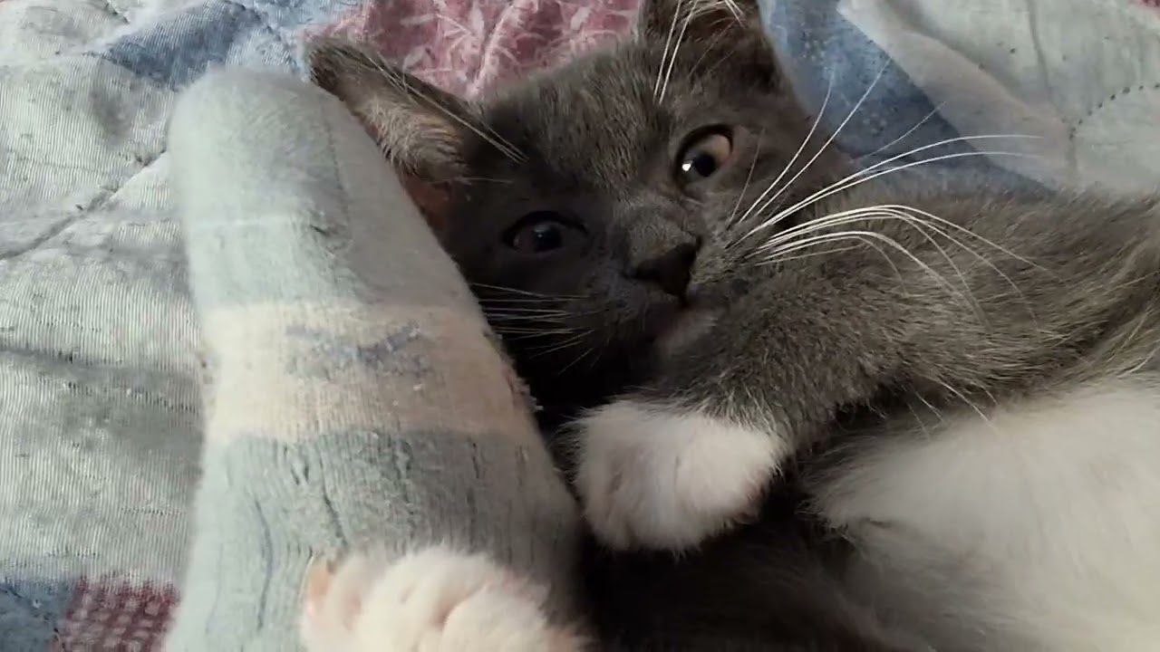24 часа с кошкой МЯТОЙ.