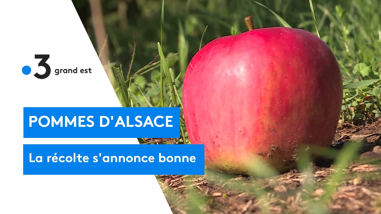 La r&eacute;colte de pommes d'Alsace s'annonce bonne