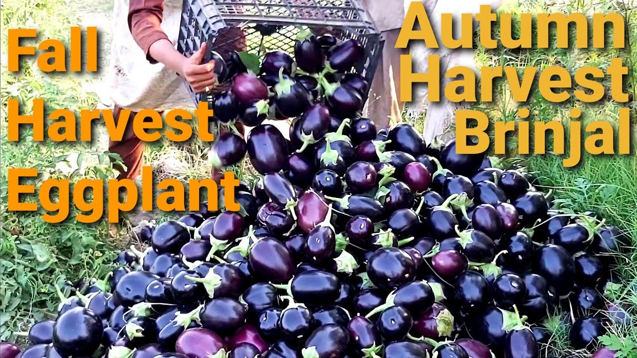 Amazing Fall Harvest - Eggplant/Brinjal | Autumn Harvest Of Eggplant in Pakistan