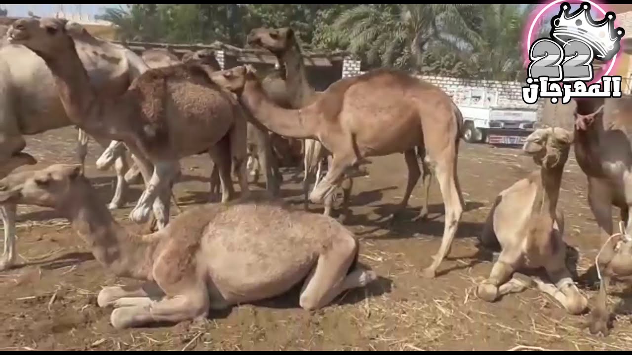 سوق السبت للجمال دراو أسوان اليوم