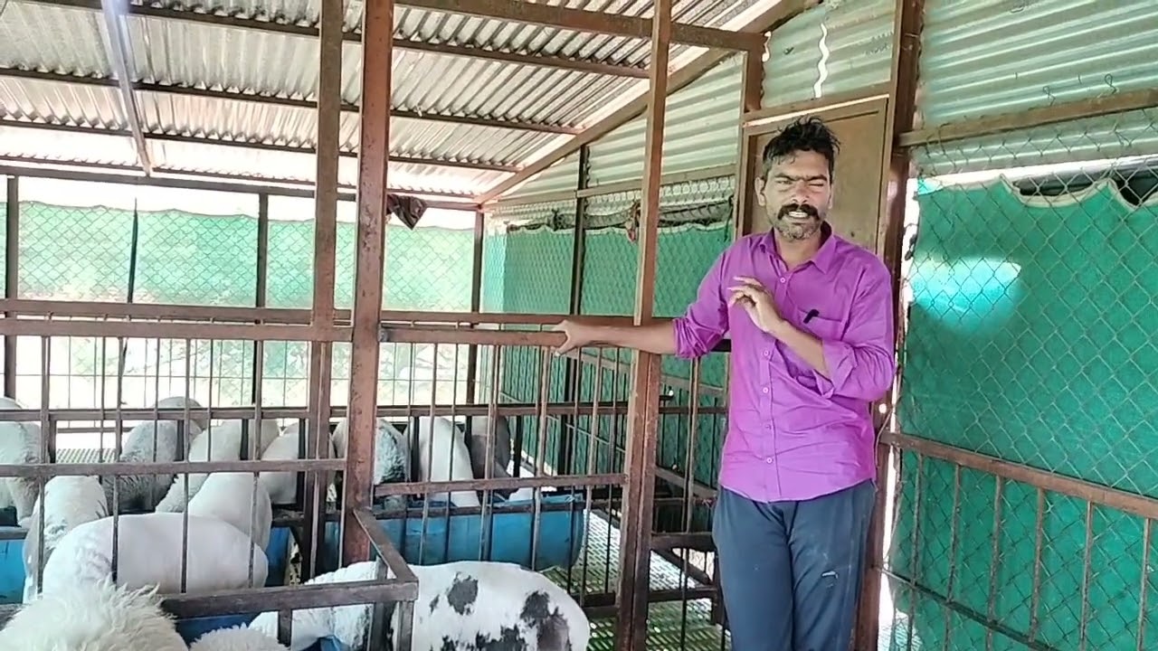 मेंढी पालनात गहू भुसा सुका चारा म्हणून वापर कसा करावा??