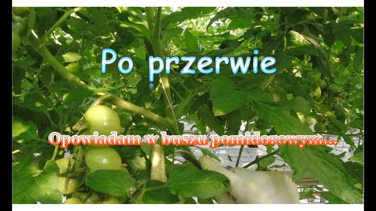 Opowieści o pomidorowej treści. PRZY CIĘCIU LIŚCI. Holandia.