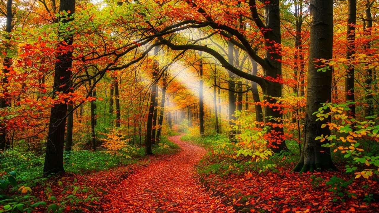 Peaceful Autumn Forest 🍂 Beautiful Relaxing Music for Deep Sleep & Sweet Dreams