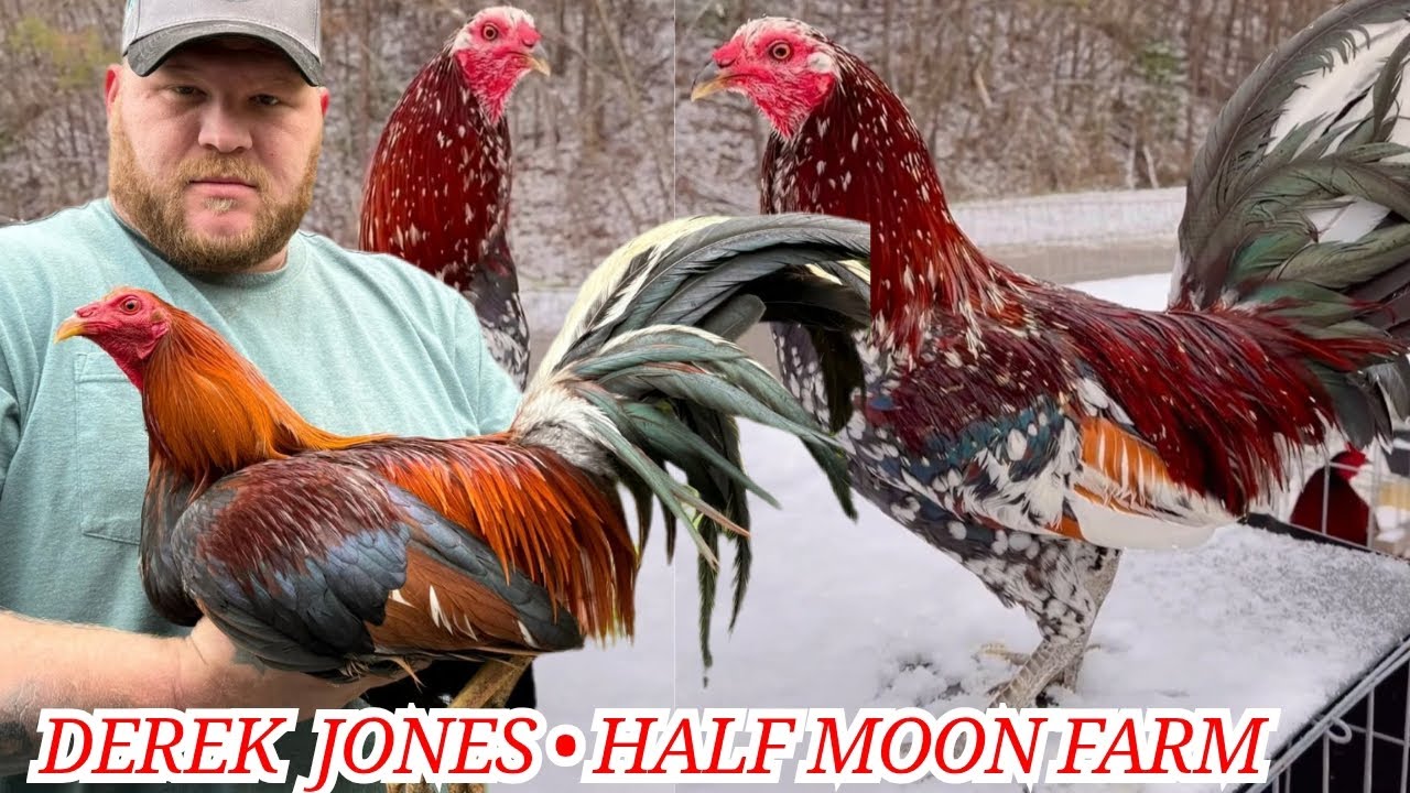 ДЕРЕК ДЖОНС Half Moon Farm - Курятник с кормлением, открытые загоны для разведения кур, Большая ф...