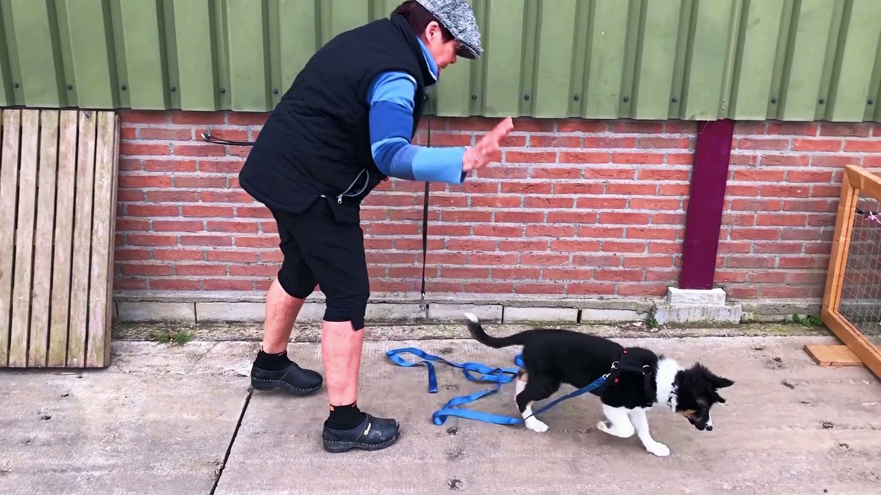 Een variatie op 'de vrolijke hier'.