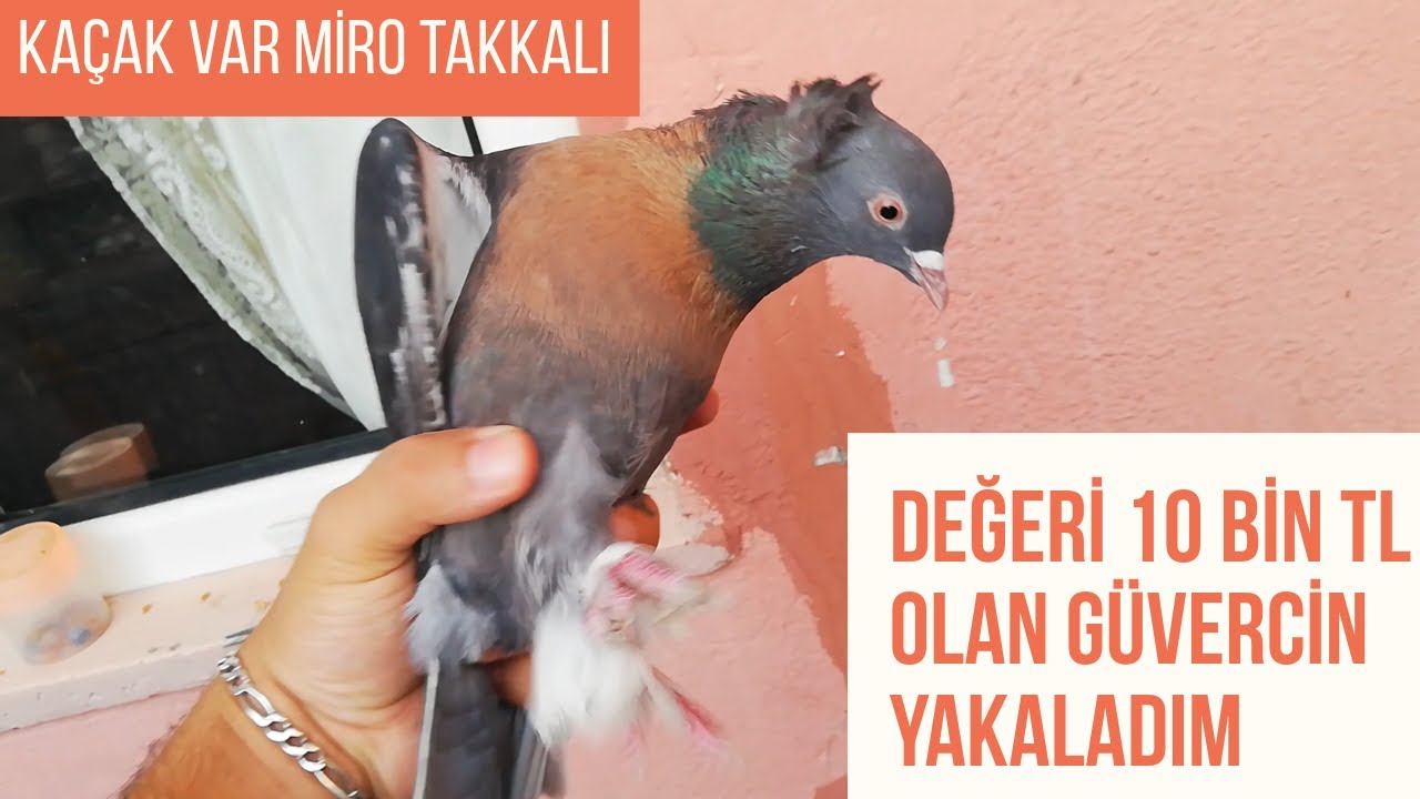 KAÇAK TAKKALI PASLI MİRO GÜVERCİN YAKALADIM