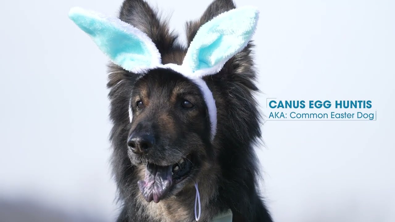 Hunting Easter Eggs in the Wild