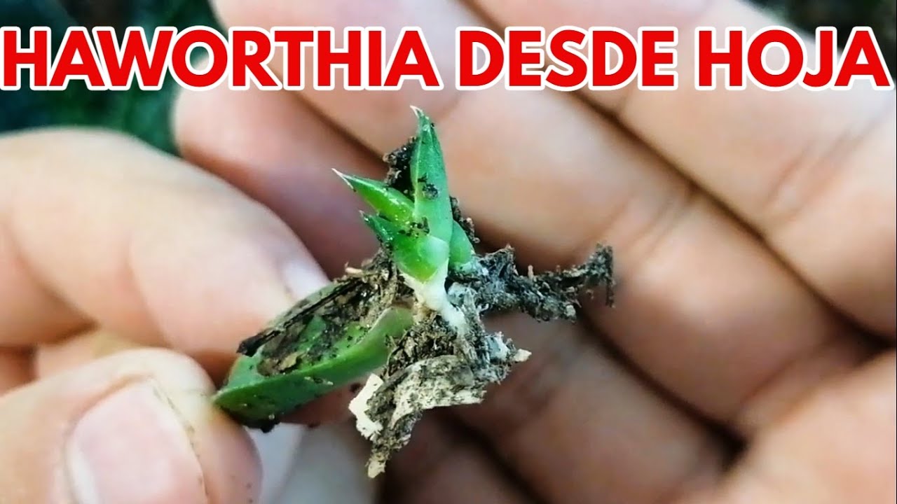 haworthias reproduccion  por hoja suculentas donsuculento