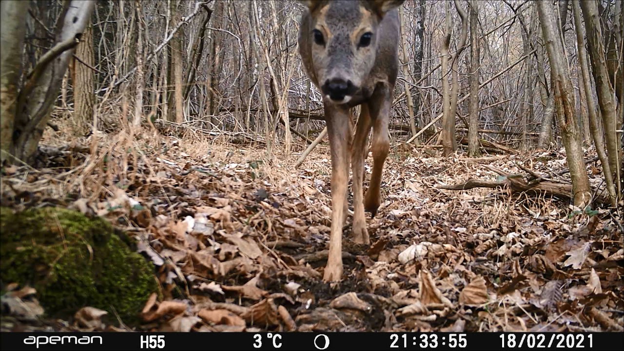 un anno di fototrappolaggio 2021   Valli di Lanzo - Piemonte (TO)