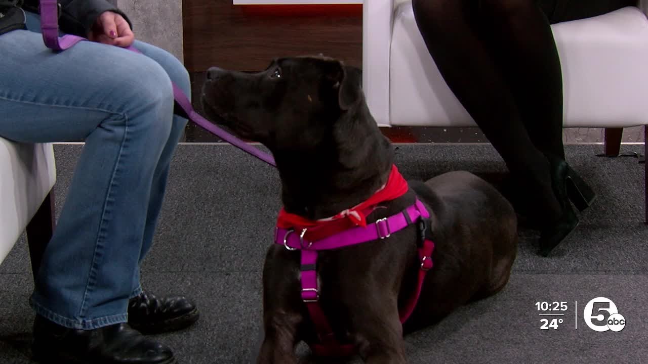 Cleveland APL Pet of the Week: Meet 2-year-old goofy Goose!