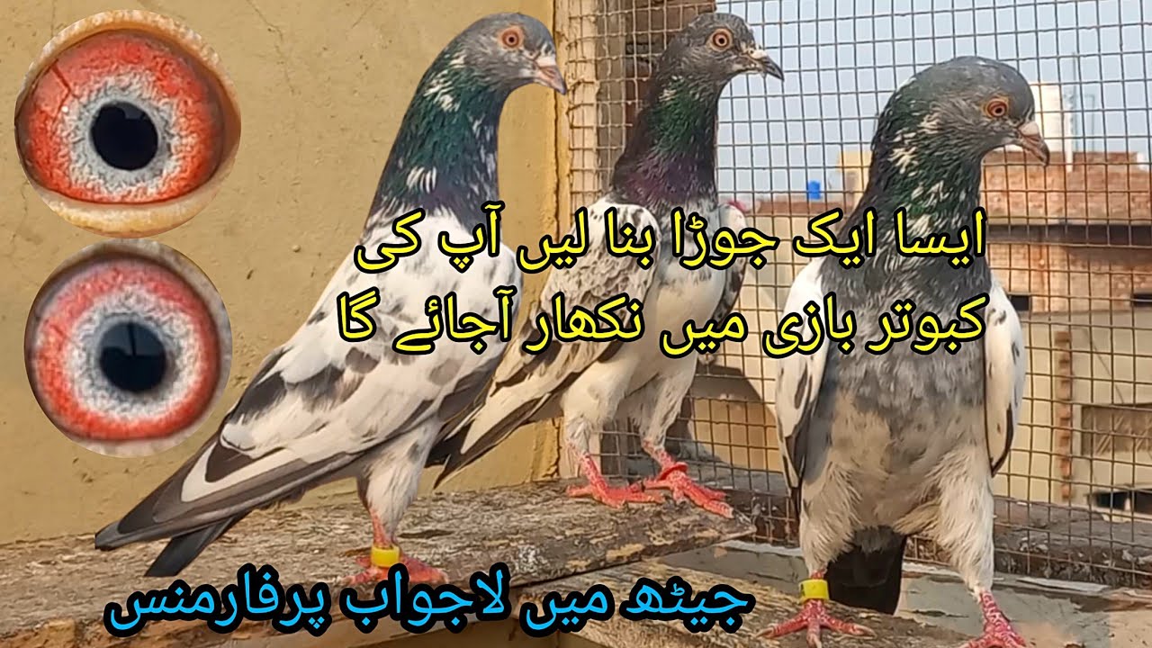 Aesa Ak Jora Apki Kabotr bazi me nikhar le ae ga||Rana kasuri pigeon ||03216594731whtsapp ||
