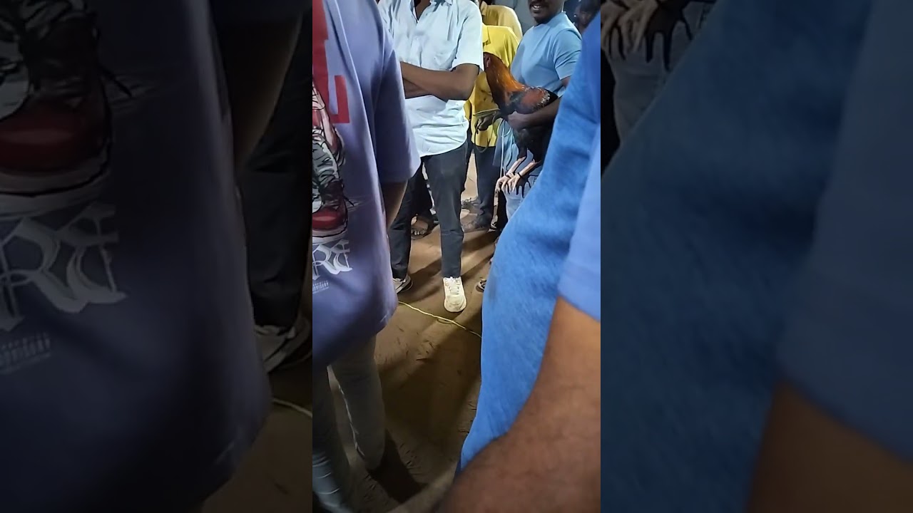 Sankranti celebrations pungulu, deyga, neymali 1 lakh betting 
