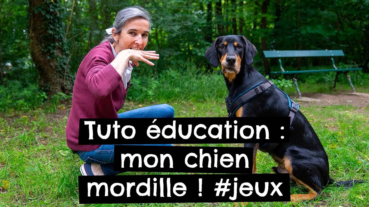 Tuto éducation : mon chien mordille ! 