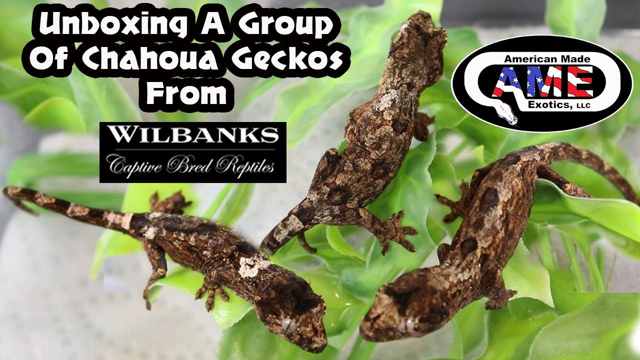Unboxing A Really Nice Group Of Pine Island Chahoua Geckos From Wilbanks v92 AME