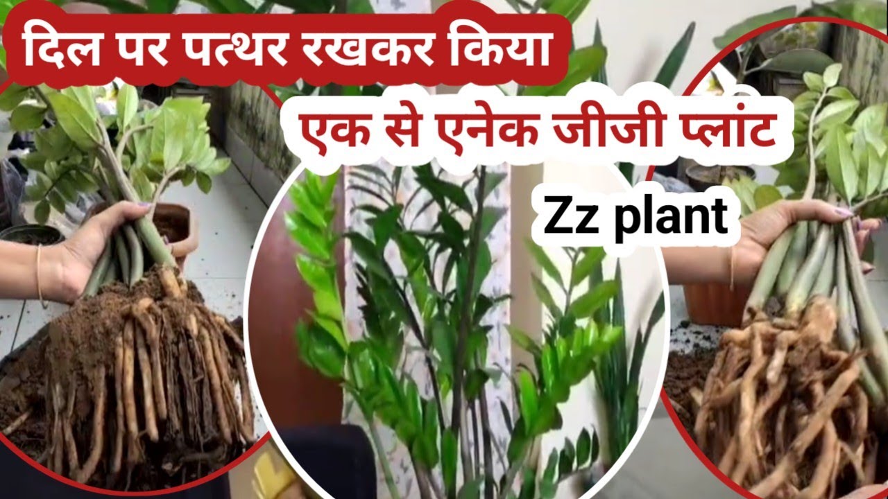 Zz Plant Propagation With Multiplication Method |How To Divide Zz Plant