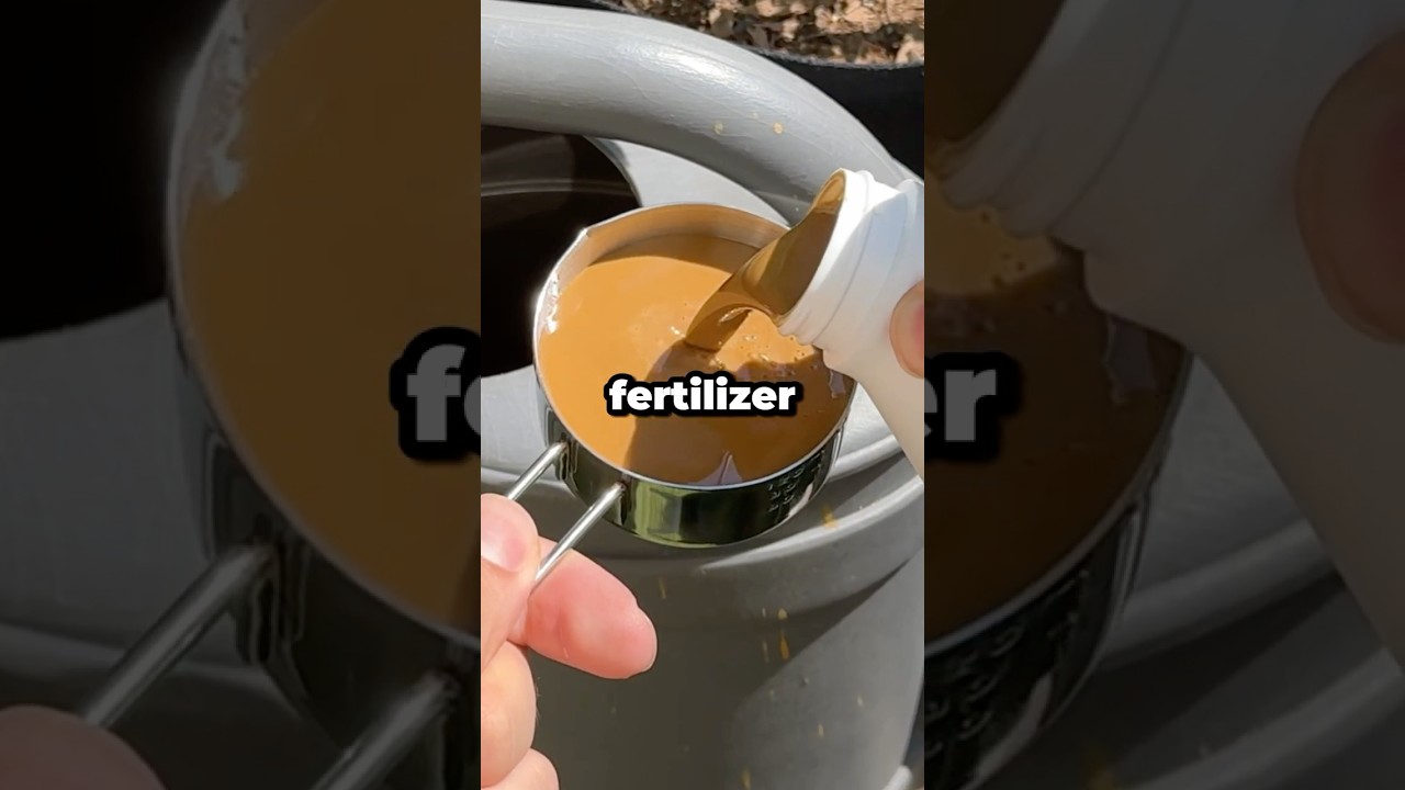 When Should You Fertilize Tomato Plants? #shorts
