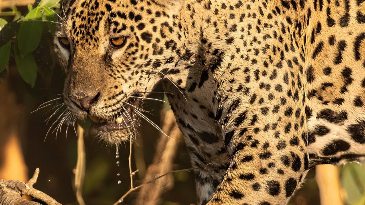 Mama Tembo Guided Travels Pantanal Jaguar Safari Promo