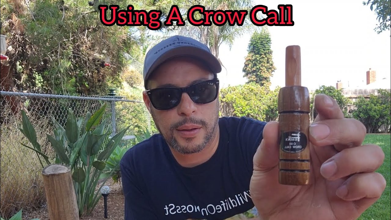 Befriending Wild Crows/ Using A Crow Call - My Experiences And Thoughts