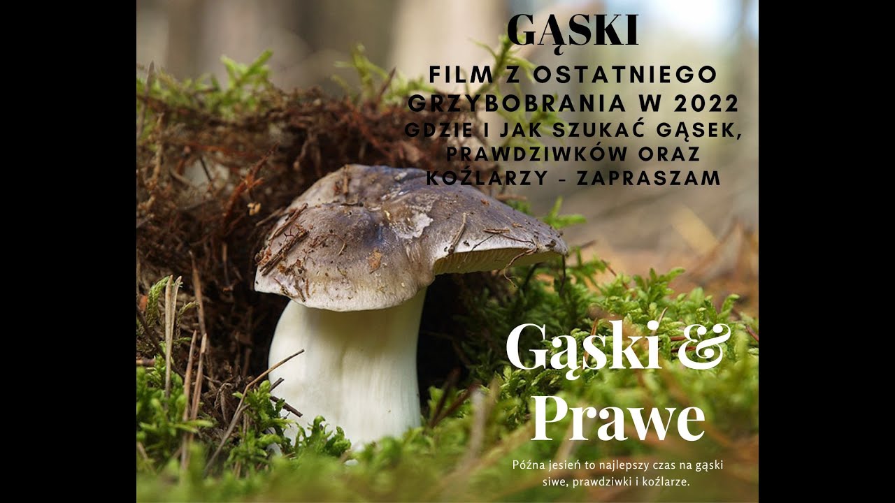 Na haczyku cz.3 - Gdzie i jak szukać gąsek siwych, prawdzik&oacute;w i koźlarzy. Ostatnie grzyby jesieni.