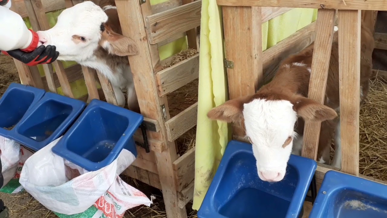 buzağı besleme nasıl yapılmalı~2 yeni buzağı~yeni köpek hulki~
