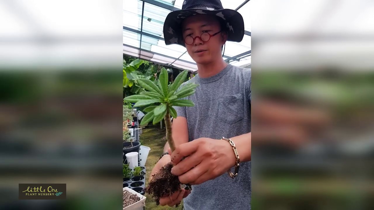 Dorstenia gigas cutting technique เทคนิคการปักชำมะพร้าวทะเลทราย