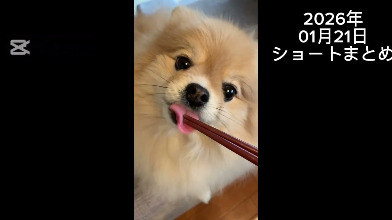 【1日まとめ】2026年01月21日のマフィンダイジェスト🧁🐾