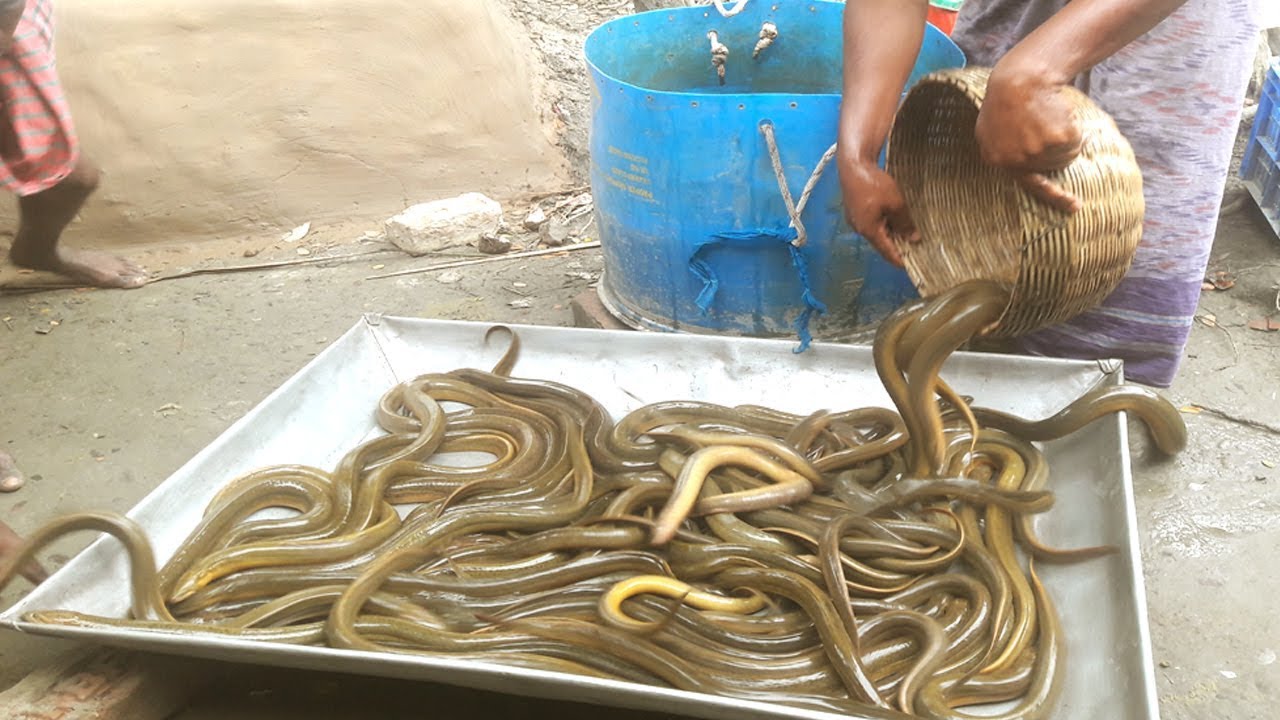 Eel Fish - কুচিয়া মাছ চাষ করে ১ লক্ষ ৫০ হাজার টাকা আয় করা সম্ভব ৫ কাঠা পুকুরে - Kuchia Fish Farm