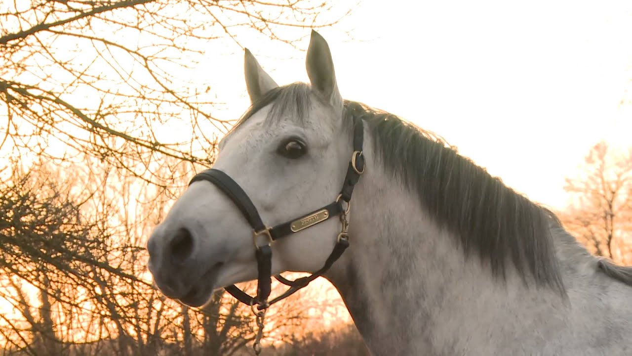 General, étalon PA stationné au Haras du Grand Courgon (49) - 2015