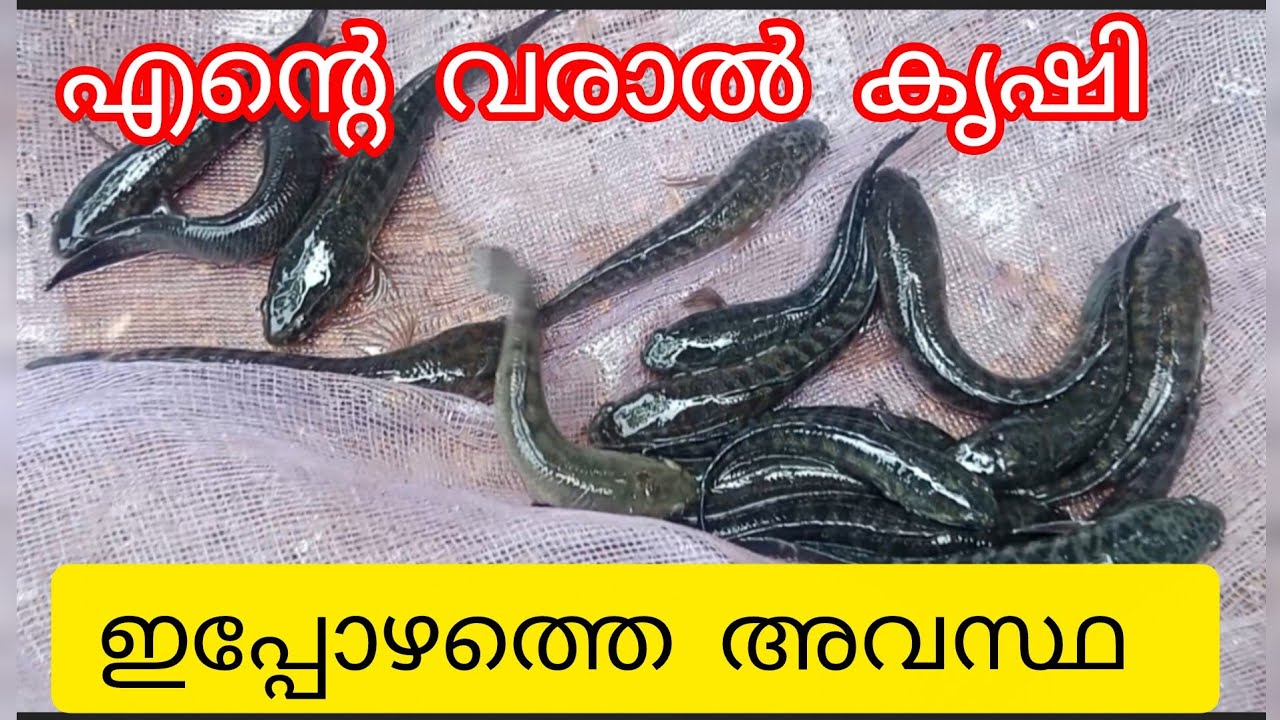 മീൻ കൃഷി | fish farming | 3 മാസത്തിനു ശേഷം #benstarvideos 
