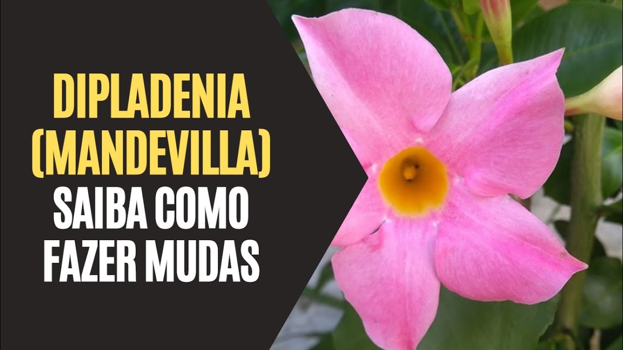 Dipladenia (Mandevilla): Saiba Como Fazer Mudas
