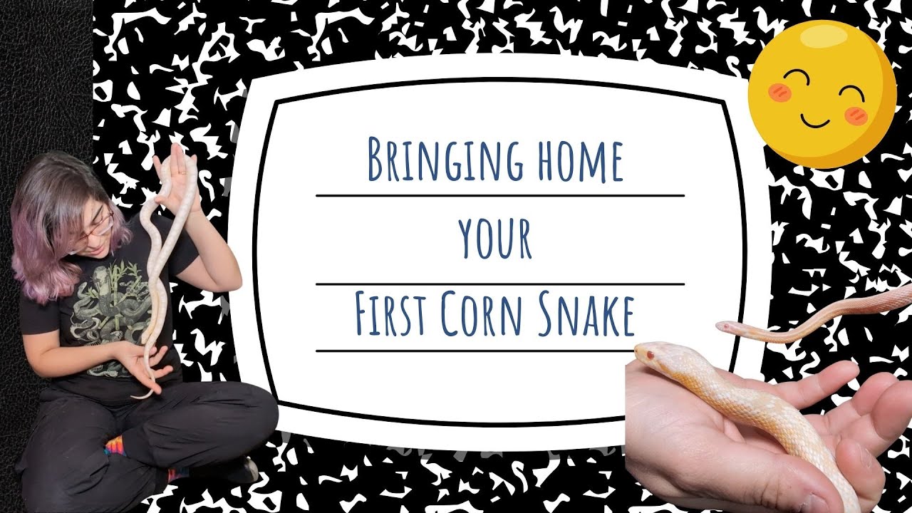 First Corn Snake: What Do You Do?